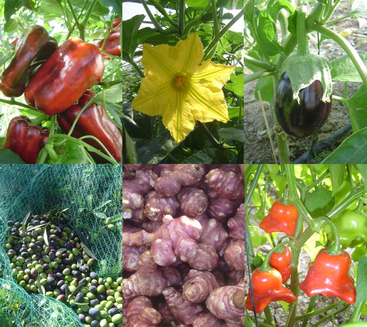 French crops - Organic Farmer - Vegetables & Fruits - Mediterranaen - Nice
