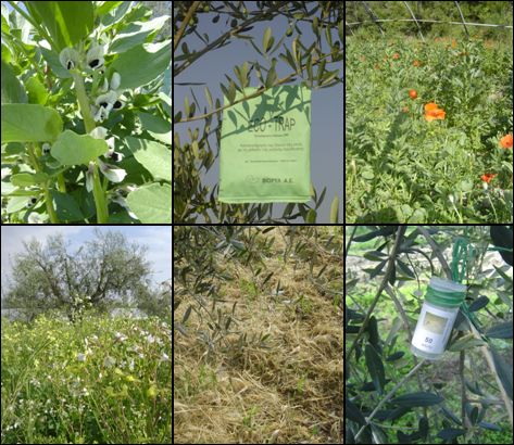 Lutte Biologique - Engrais Vert Compost - Agriculture Biologique - Légumes - Olives de Nice - Produits de la Ferme